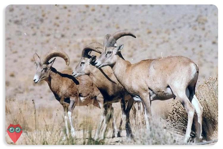 جاذبه های گردشگری کردستان