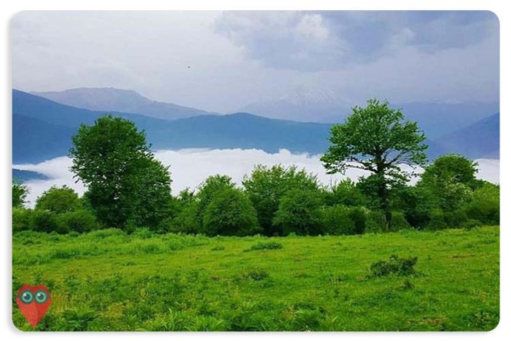 جنگل الیمستان