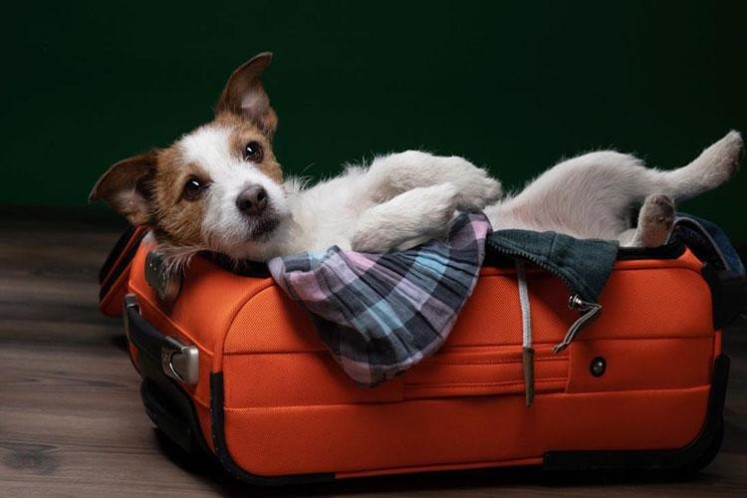 سفر با حیوان خانگی