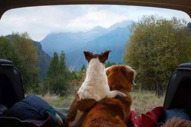 سفر با حیوان خانگی